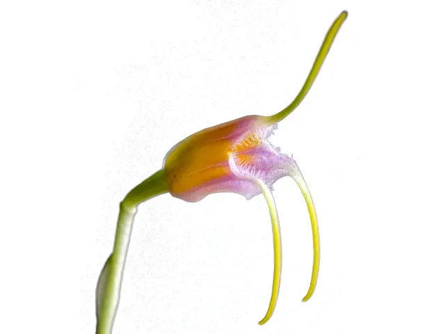 Masdevallia paivaeana (Masdevallia)