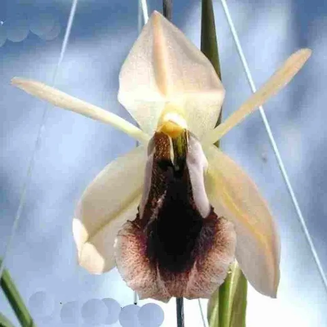 Coelogyne xyrekes sp (Coelogyne)