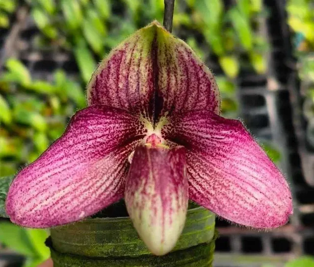 Paphiopedilum DA NANG BELL (Paphiopedilum)