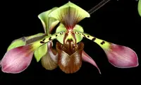 Paphiopedilum lowii