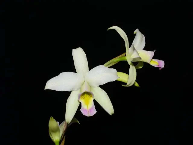 Laelia anceps f carnea (Laelia)