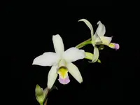 Laelia anceps f. carnea
