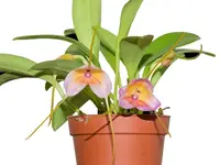 Masdevallia AC Portilla
