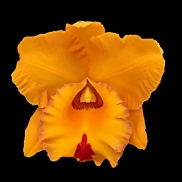Cattleya Alliance: Rlc. Village Chief Headache 'Golden Baby' (Cattleya)