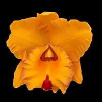 Cattleya Alliance: Rlc. Village Chief Headache 'Golden Baby'