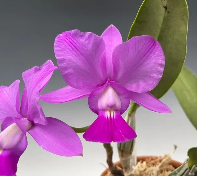 Cattleya walkeriana 'Radiant' (Cattleya)