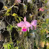 Cattleya lueddemanniana × sib