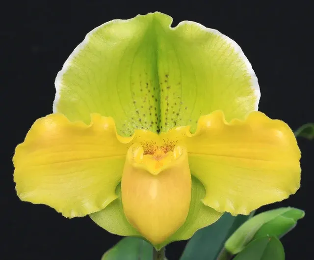 Paphiopedilum Metolius River ‘Sunlight Serenade’ AM/AOS