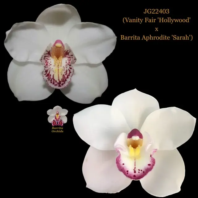 Cymbidium Seedling JG22403 'Hollywood' (Cymbidium)