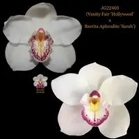 Cymbidium Seedling JG22403 (Vanity Fair 'Hollywood' x Barrita Aphrodite 'Sarah')