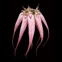 Bulbophyllum Elizabeth Ann 'Buckleberry' FCC/AOC - Award-Winning Orchid