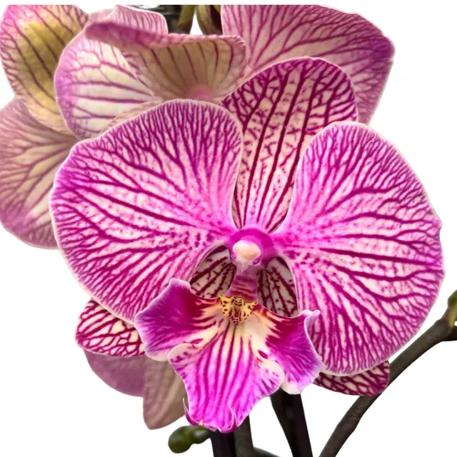 Phalaenopsis ‘Limited #77’ Big Lip