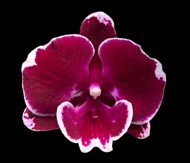 Phalaenopsis Yushan Fairy Go