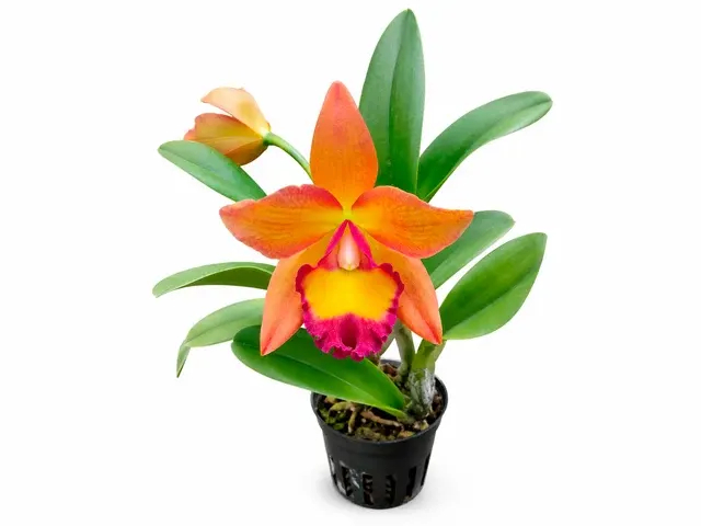 Rhyncattleanthe Chief Sweet Orange (Rhyncattleanthe)