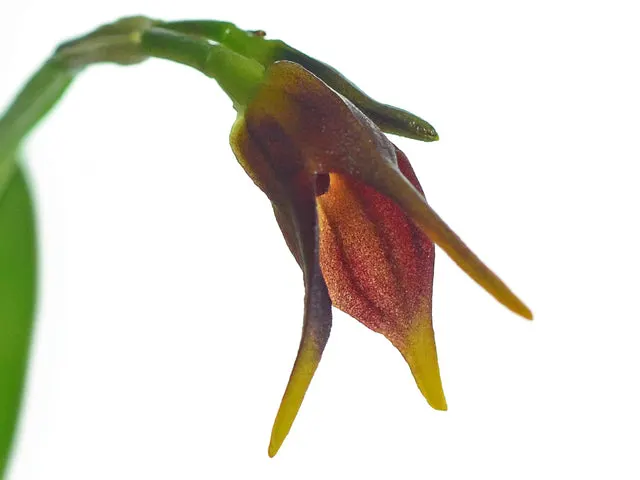 Masdevallia barrowii (Masdevallia)
