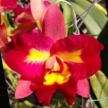 Rhyncholaeliocattleya Village Chief Flower 'Taichung' (Rhyncholaeliocattleya)