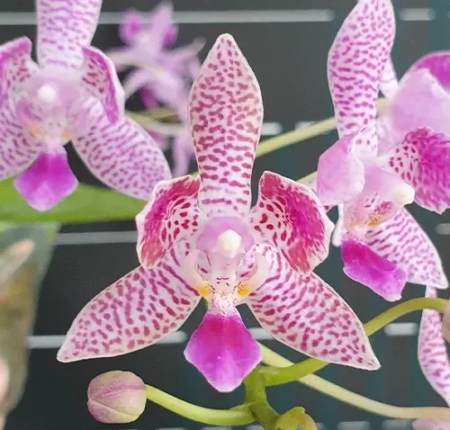 Phalaenopsis Nancy Bechtol 'La Piazza' (Phalaenopsis)