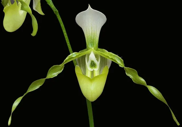 Paphiopedilum dianthum var. album