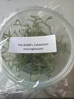 FLASK Catasetum macroglossum