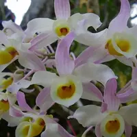 Dendrobium Signatum