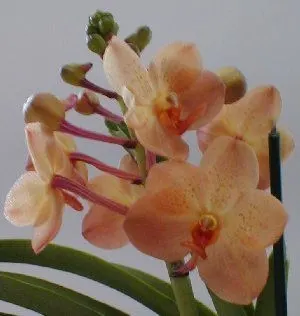Ascocenda UDOMCHAI