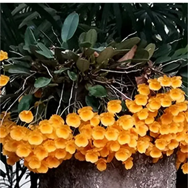 Dendrobium Den. Rin