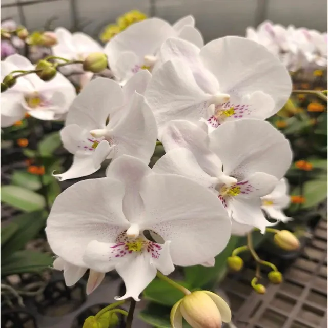 Phalaenopsis Younghome Princess (Phalaenopsis)