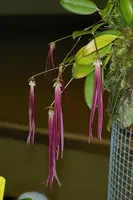 Bulbophyllum treschii