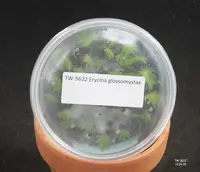 FLASK Erycina glossomystax