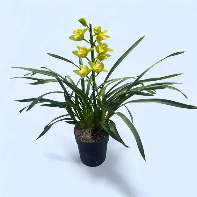 Cymbidium Enzan Aniston - Flori Parfumate 'Stardust'