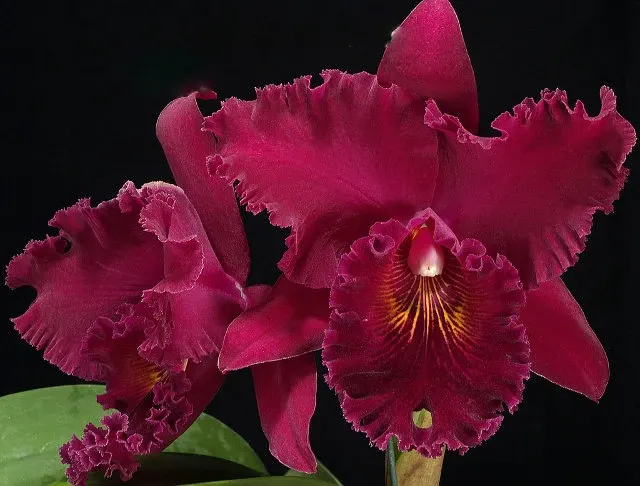 Rhyncholaeliocattleya Kat Red Giant