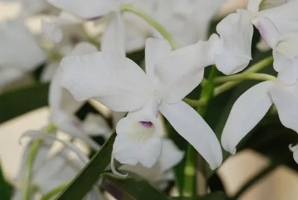 Cattleya skinneri 'alba'