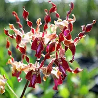 Dendrobium Jairak Antelope "Dark Red"