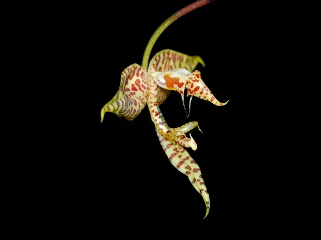 Gongora histrionica (Gongora)