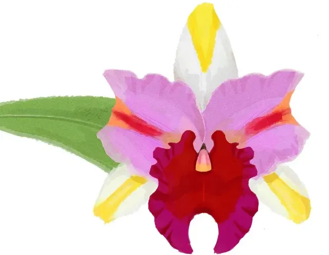 Cattleya Rlc. Amazing Thailand ‘Rainbow’