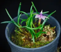 Dendrobium cyanocentrum