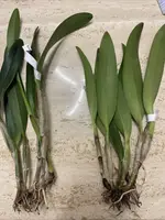 Orchid Live Plant - Blooming Size - Oconne Mendenhall - Bare Root - New Roots Forming - Exotic Flowering Variety