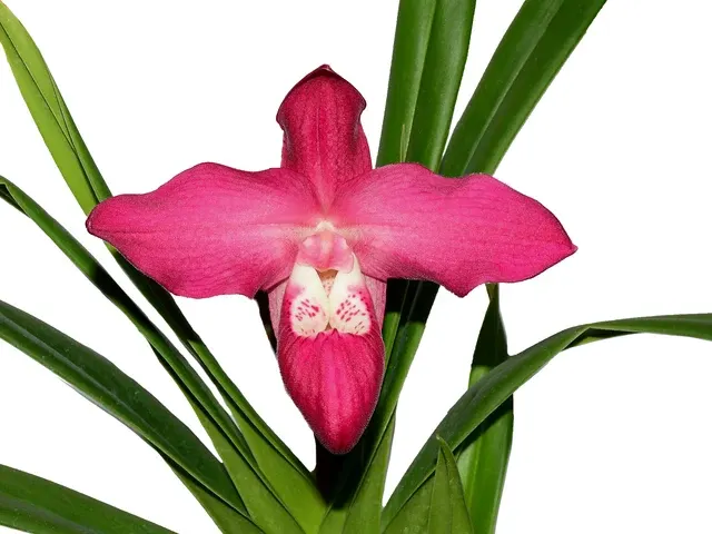Phragmipedium Super Besseae