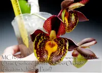 Ctsm. Gerhard Leiste 'Jumbo Orchids' (pileatum x Jumbo Pearl )