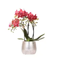 Rode orchidee Congo in Elite pot zilver Ø9cm