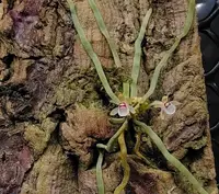 Taeniophyllum biocellatum
