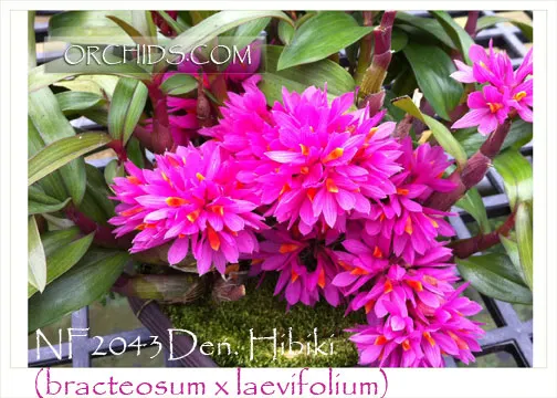Dendrobium Hibiki 'Note: Long Lasting Flower'