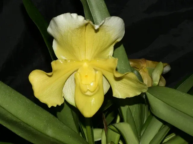 Paphiopedilum Cocoa Joyful Festival