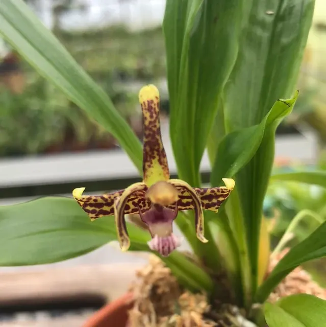 Kefersteinia parvilabris