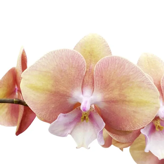 Phalaenopsis 'Limited #43’ Big Lip