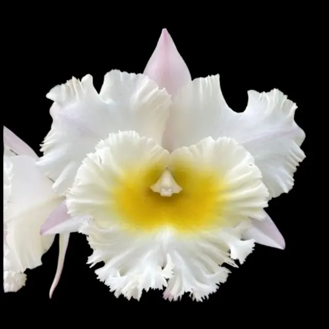Cattleya Alliance - Rlc. Siam White 'The Best' (Cattleya)