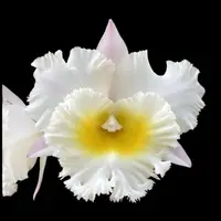 Cattleya Alliance - Rlc. Siam White 'The Best'