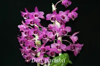 Den. parishii petaloid 'Hsinying' x Den. parishii (syn. rhodopterygium) rubra 'L.C.' (DH167) ( - - parishii )