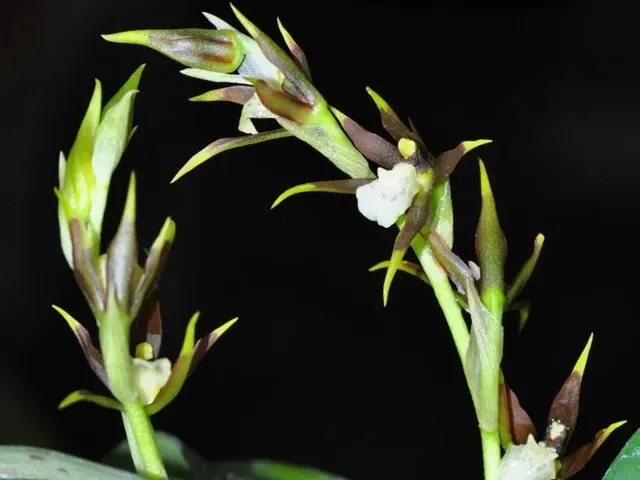 Brassia brachypus