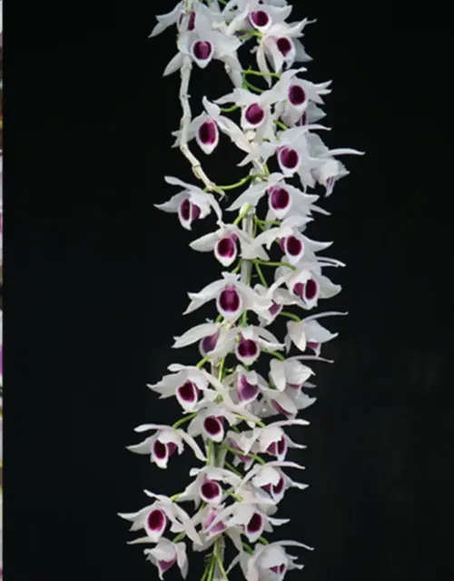 Dendrobium anosmum var (Dendrobium)